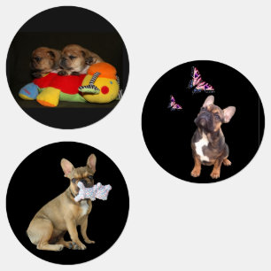 Französische Bulldoggen Welpen Kleidungsetiketten