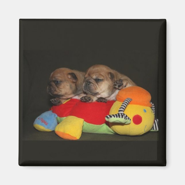 Französische Bulldoggen Welpen Magnet (Front)