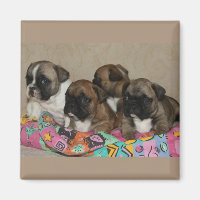 Französische Bulldoggen Welpen Magnet