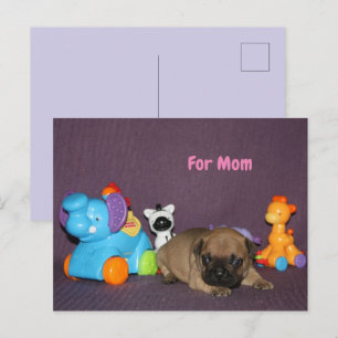 Französischen Bulldoggen Holiday Postcard