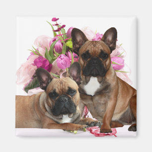 Französischen Bulldoggen Magnet