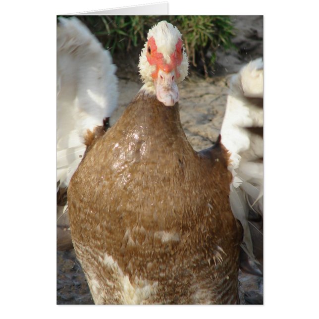 Frapper ces ailes (Devant)