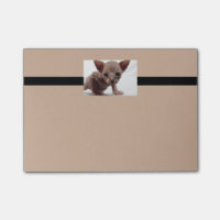 Freaky Cute Furless Sphynx Kitten