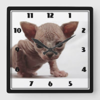 Freaky Cute Furless Sphynx Kitten