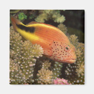 Freckled hawkfish perches on stony corals magnet