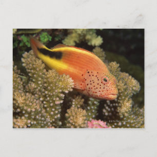 Freckled hawkfish perches on stony corals postcard