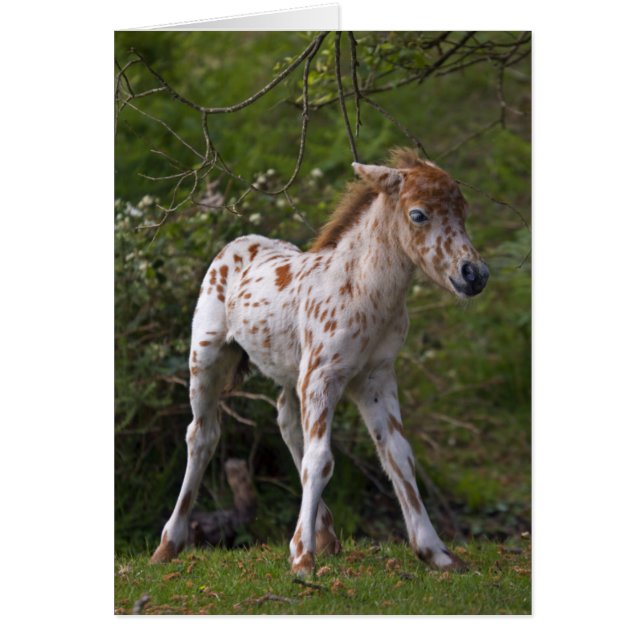 Freckles Card (Front)