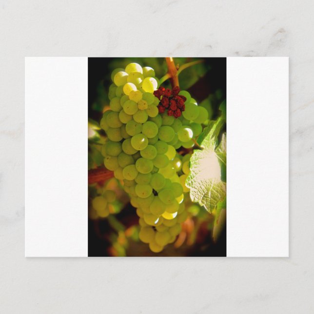 Freckles Postcard (Front)