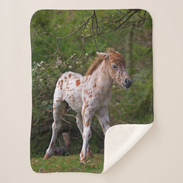 Freckles Sherpa Blanket (Front)
