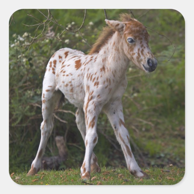 Freckles Sticker (Front)