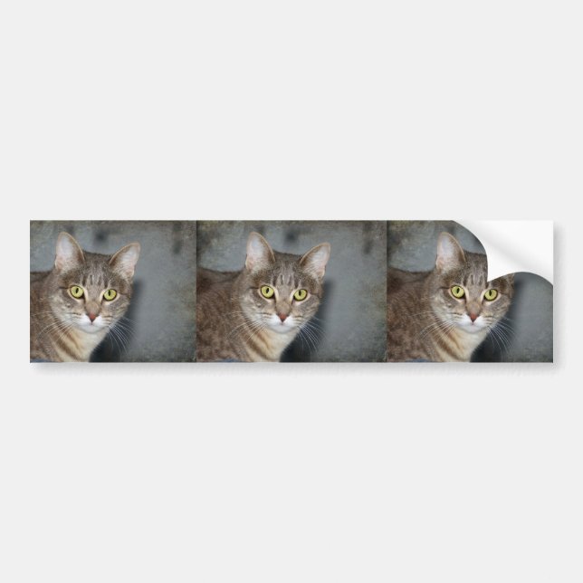 Fred Bumper Sticker (Front)