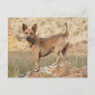 Fred Postcard