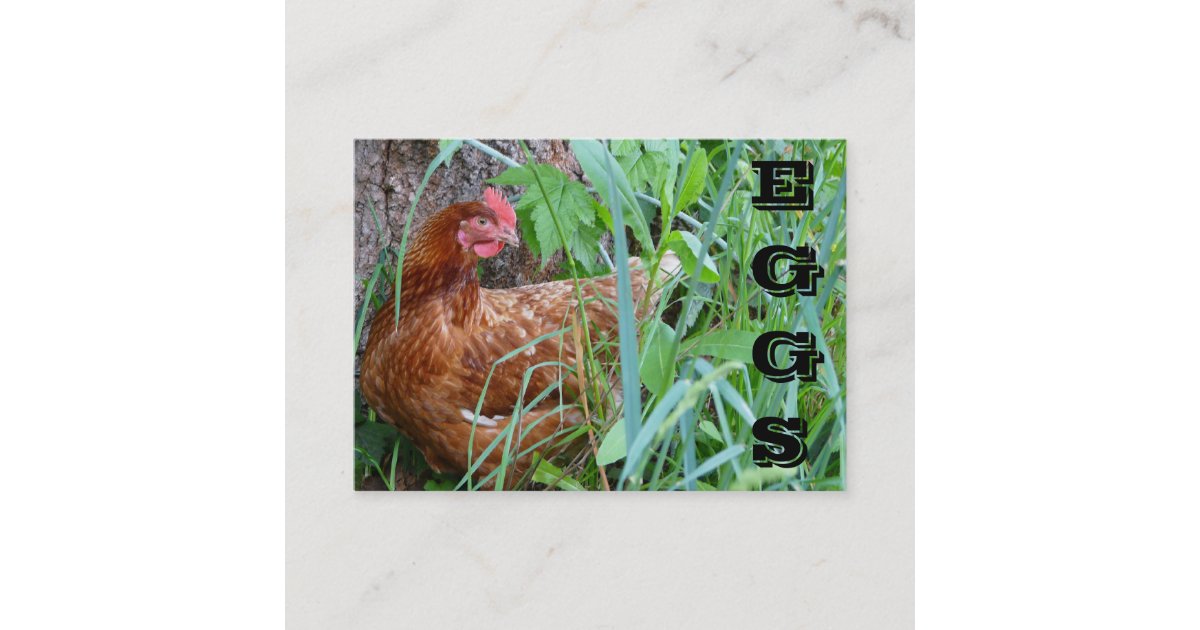 Free range chickens business plan picture