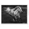 Free Range Joy by Sande Elkins