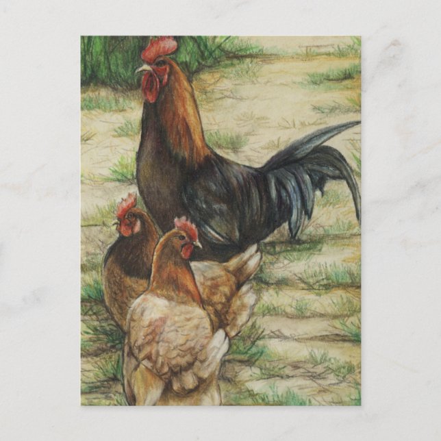 "Free Range" Rooster & 2 Hens Postcard (Front)
