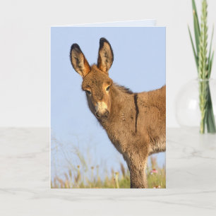 "Free to Roam" - Greeting Card