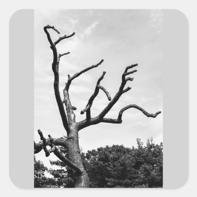 free tree square sticker (Front)