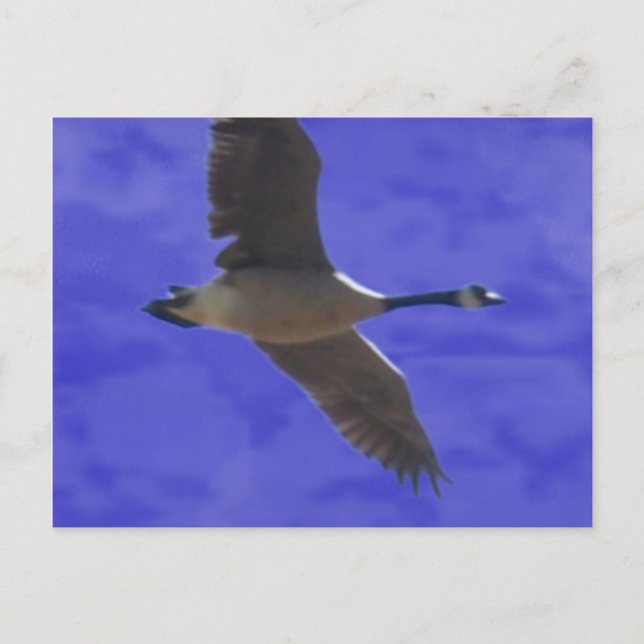 Freedom Calling Postcard (Front)