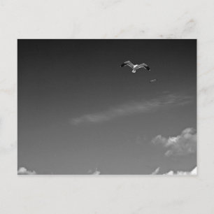 Freedom in BW Postcard
