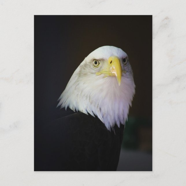 Freedom  postcard (Front)