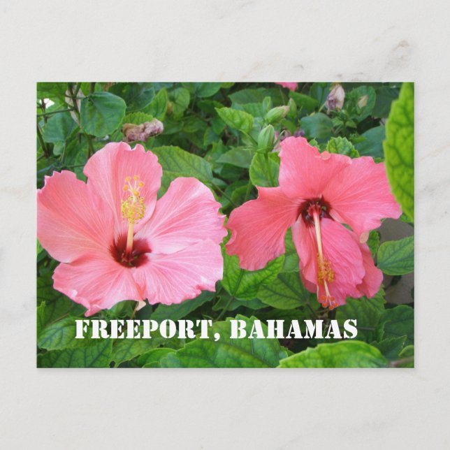 Freeport, Bahamas Postcard (Front)