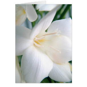 Freesia   Blanc  