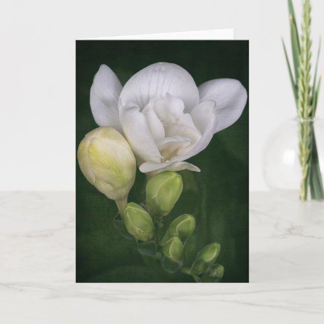 Freesia flower card (Front)