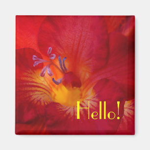 Freesia Hello! Aimant