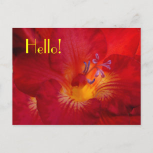 Freesia Hello! Postcard