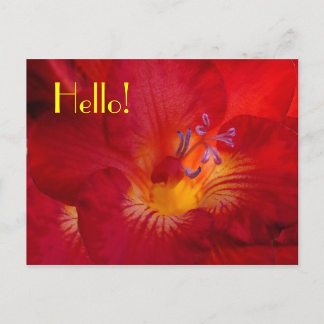 Freesia Hello! Postcard (Front)