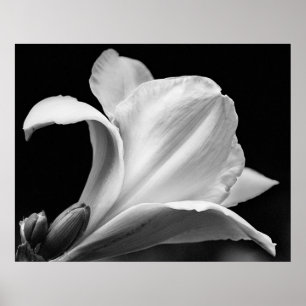 Freesia Poster