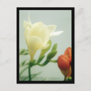 Freesias postcard