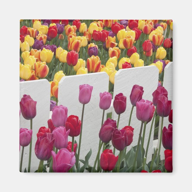 Fremont Solstice Parade Magnet (Front)