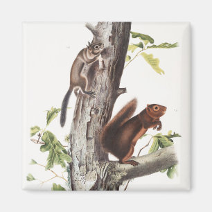 Fremont's Squirrel and Sooty Squirrel Illustration Magnet