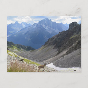 French Alps Chamonix ibex Postcard