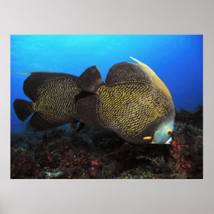 French Angels Poster