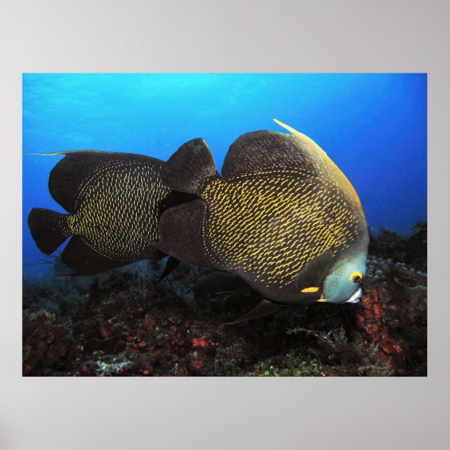 French Angels Poster (Front)