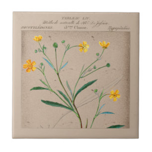 French Botanical Buttercup Illustration Tile