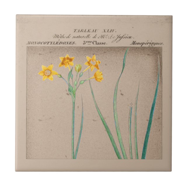 French Botanical Daffodil Illustration Tile (Front)