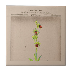French Botanical Spider Orchid Ceramic Tile