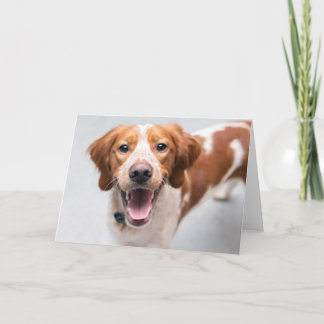 French Brittany Spaniel Greeting Card