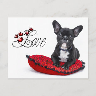 French Bull Dog - Frenchie - Love Postcard