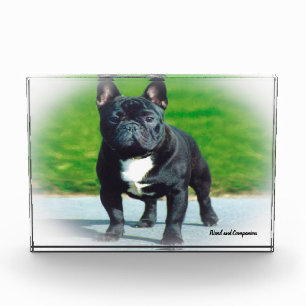 French Bull Dog. Photo Block