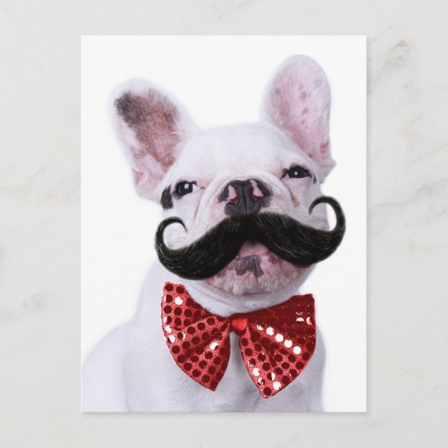 French Bull Dog Puppy With Moustache Postcard (Front)