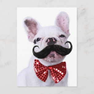 French Bull Dog Puppy With Moustache Postcard