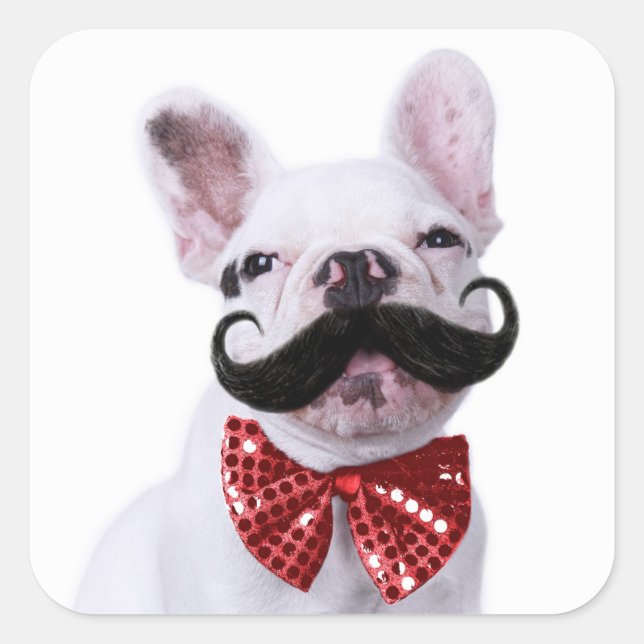French Bull Dog Puppy With Moustache Square Sticker (Front)
