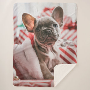 FRENCH BULL DOG SHERPA BLANKET