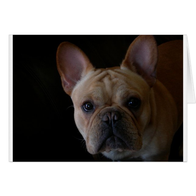 French Bulldog (Front Horizontal)