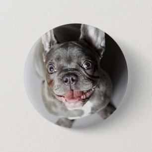 French bulldog 2 inch round button
