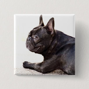French Bulldog 2 Inch Square Button